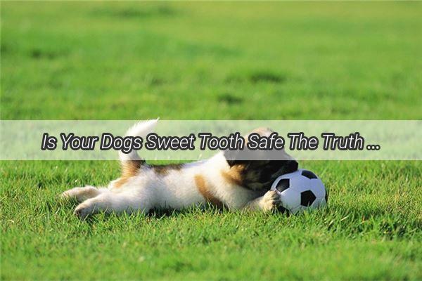 Is Your Dogs Sweet Tooth Safe The Truth About Cheese Candies for Furry Friends